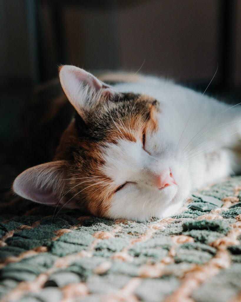 cat at nima lodge