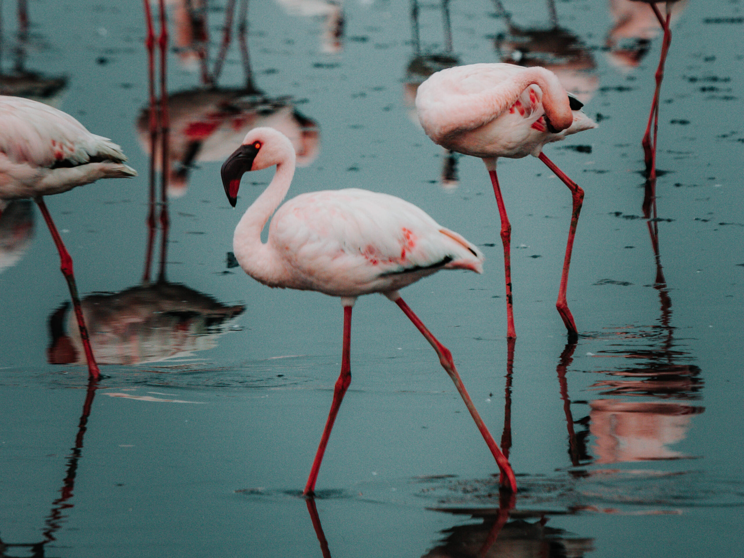 walvis bay flamingoes