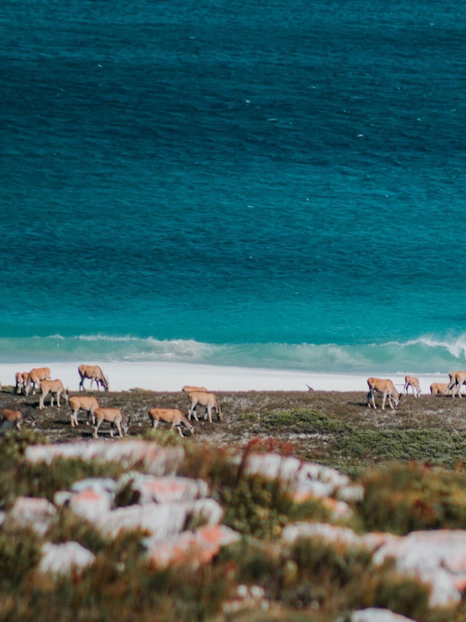 animals inside cape point